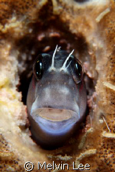 Blenny closeup. Full frame. Canon 400D , 100mm , +4 close... by Melvin Lee 